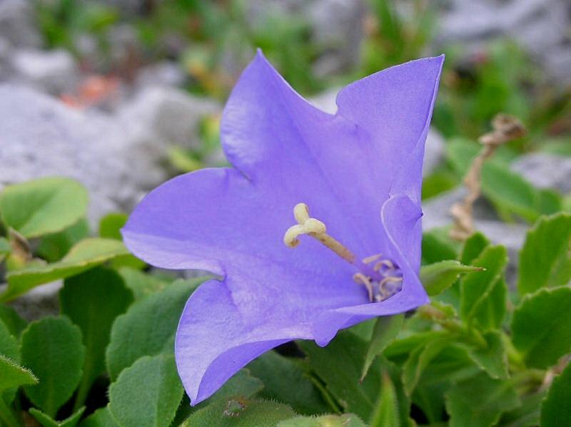 Campanula raineri / Campanula dell''arciduca